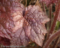 heuchera hybride
