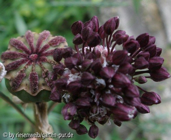 kapsel papaver orientale, allium vineale