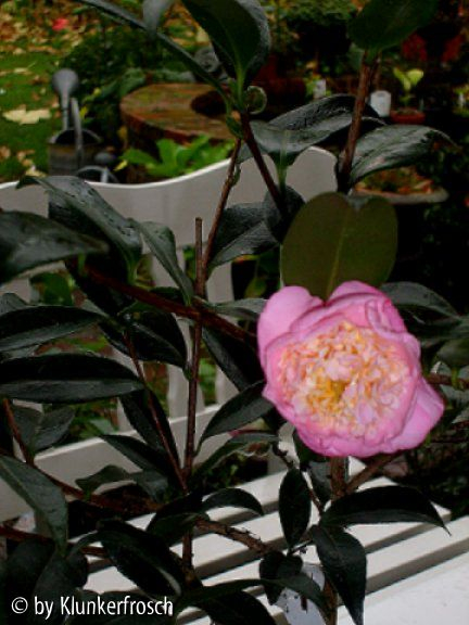 Sugar Dream erste Blüte
