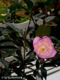 Sugar Dream erste Blüte