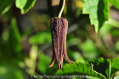 Clematis aus Nepal 2
