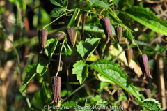 Clematis aus Nepal 3