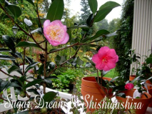 sugar dream and shishigashira.JPG