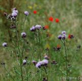 Sommerwiese mit Mohn 3