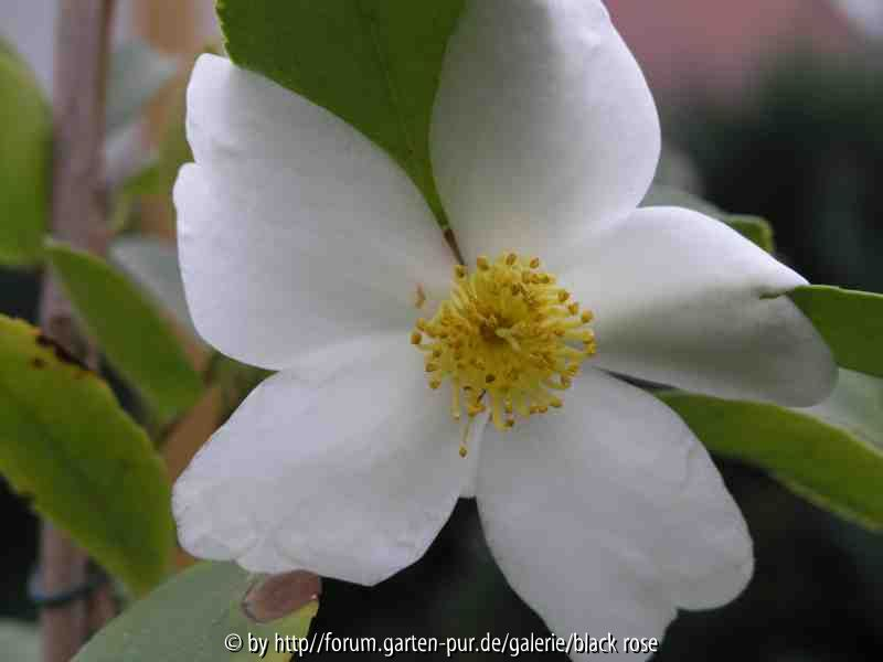 C. Oleifera Sämling