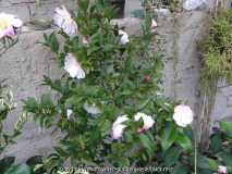 Paradies Blush