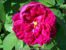 Rose de Rescht