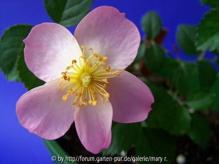 Appelblossom