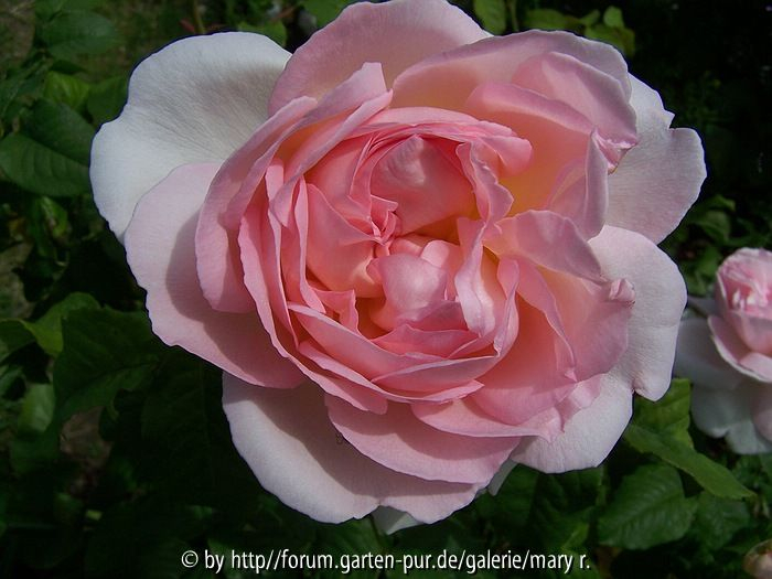 Paradiesgarten-Rosa rosa