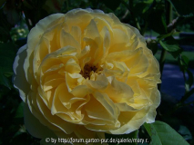 Rose gelb LGS