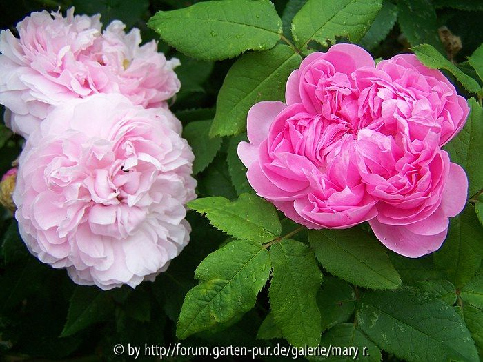 Jacques Cartier
