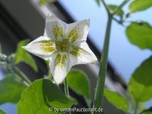 Criolla Sella Blüte