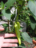 Chili Hungarian Yellow Wax