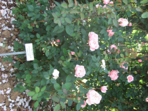 Test Breitformat