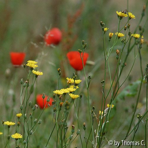Sommerwiese mit Mohn 2