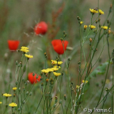 Sommerwiese mit Mohn 2