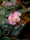 Camellia "Sugar Dream"