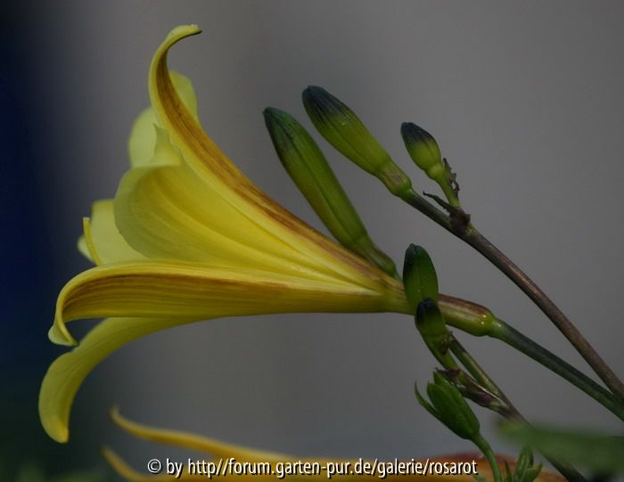 Hemerocallis minor