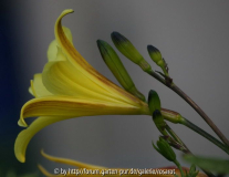 Hemerocallis minor
