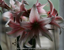 Hippeastrum