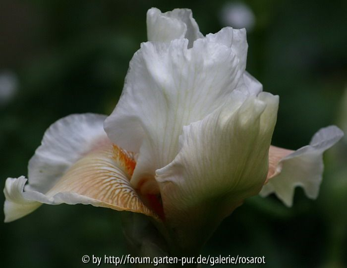 Iris b. e. 