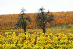 Pfalz 4 28-10-2008