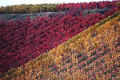 Pfalz 3 28-10-2008