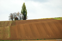 Pfalz 2 28-10-2008