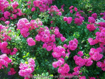 Heidetraum