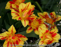 Tulpenpracht