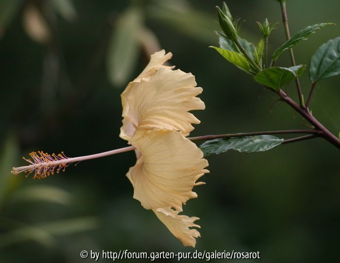 Hibiscus r.-s. Fort de France