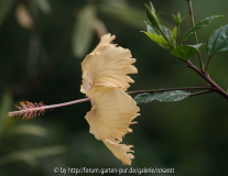 Hibiscus r.-s. Fort de France
