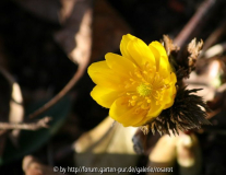 Adonis amurensis