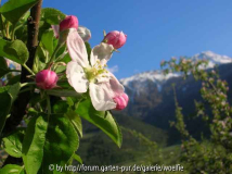 Apfelblüte