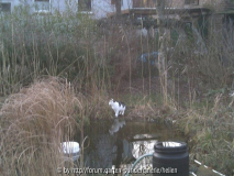 Der Teich im Winter 2004 (mit Tyson)