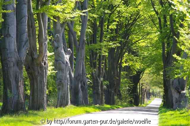 Buchenallee
