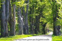 Buchenallee