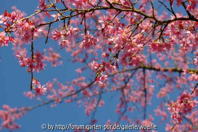 Kirschblüte