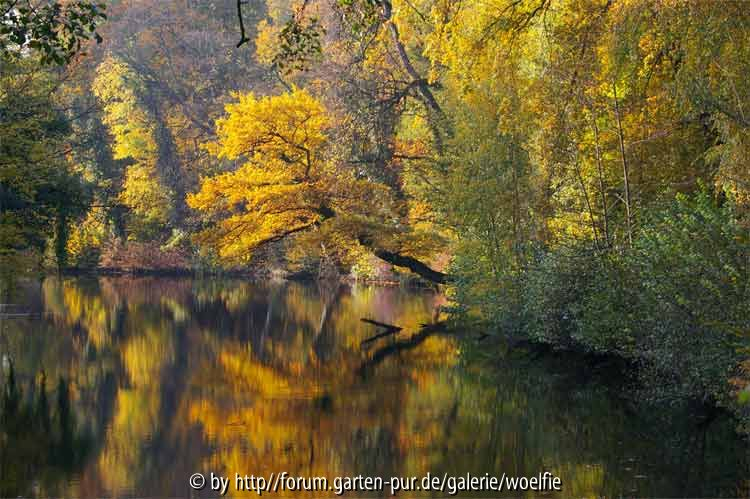 Herbstlaub