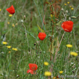 Sommerwiese mit Mohn 1