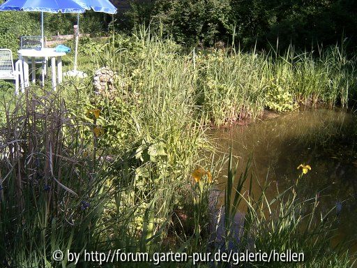 Teich Mai/Juni 2005