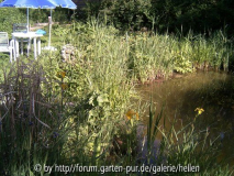 Teich Mai/Juni 2005