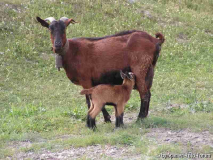 im Maerz geboren