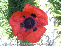Mohnblüte