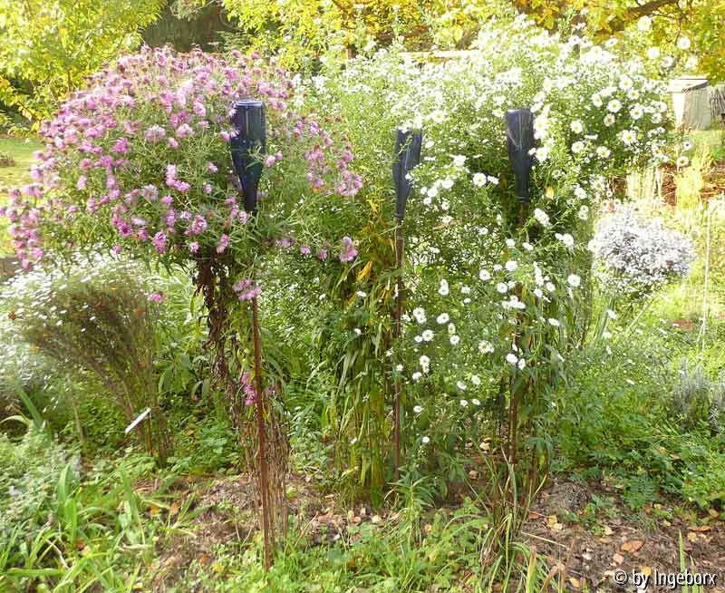 Aster Tie ganz