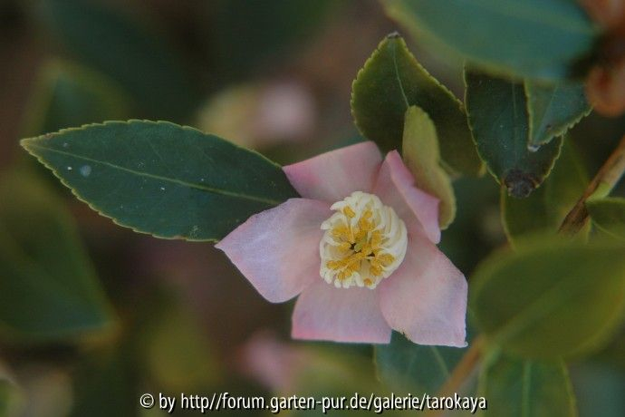 C.puniceiflora 10/08