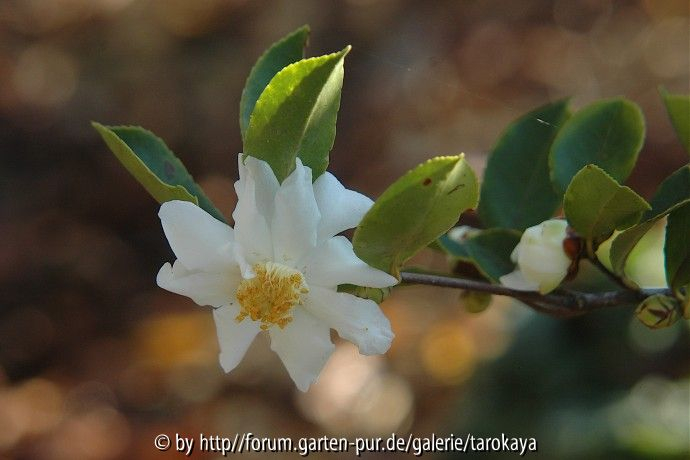 C.oleifera semiplena