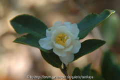 C.meiocarpa2