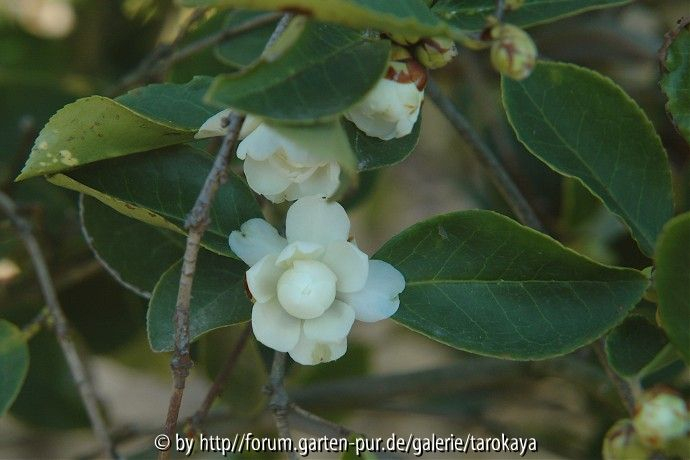 C.meiocarpa