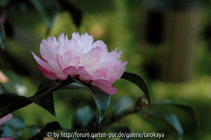 pink pearl